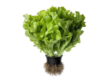 Салат Латук Травка с прилавка Канариоле 1 шт в Жлобине Санта