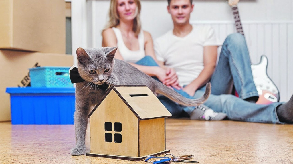 домашняя кошка